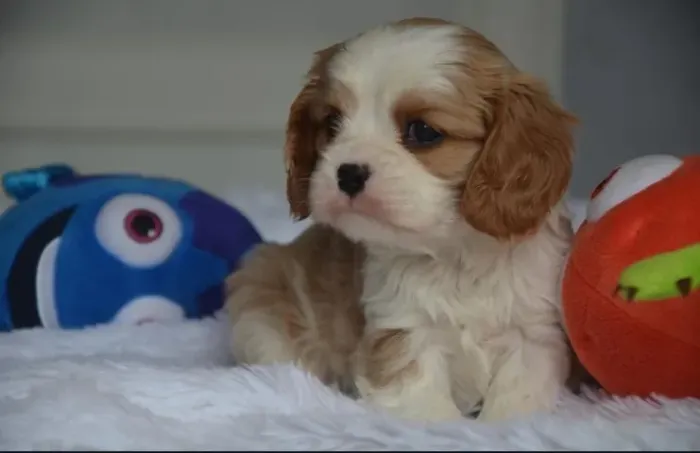 Cavalier King: Elegância, Carinho e Garantia em Contrato