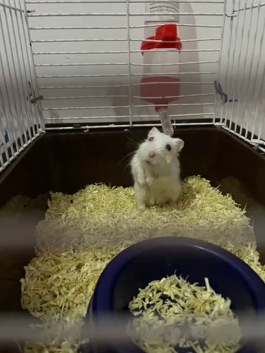 Vende-se hamster anão russo macho com gaiola