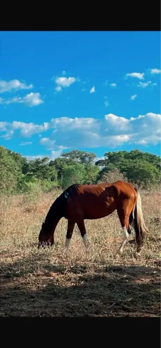 égua misturada Mangalarga