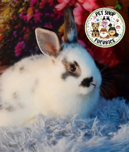 Mini Lion e filhotes de coelho anão fêmeas e machos porquinho da índia hamster filhotes