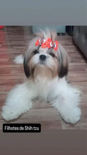 Filhotes de SHIH TZU