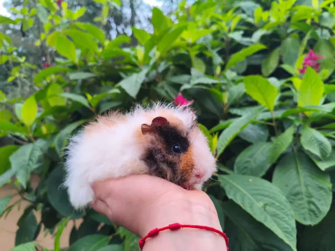 Porquinho da índia 