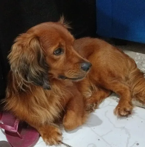 Doando Cachorro Salsicha Pelo Longo