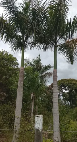 Palmeira imperial