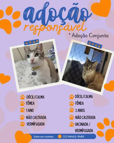 ADOÇÃO conjunta Gatas 