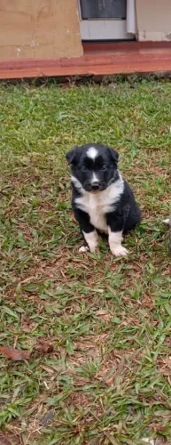 Filhotes de Border Collie