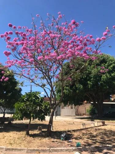 Ipê Rosa