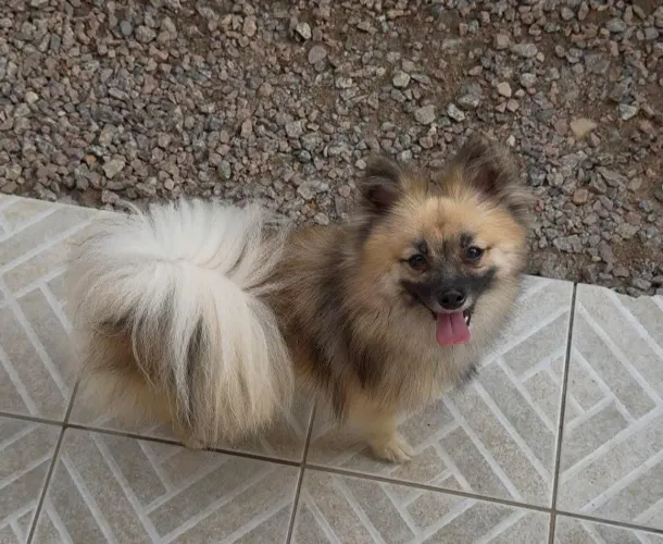 Spitz alemão fêmea 