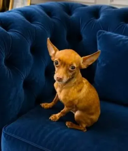 Pinscher miniatura Macho número 0