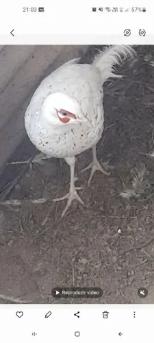 galinha