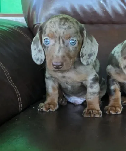 Dashchund Macho mofadinho chocolate