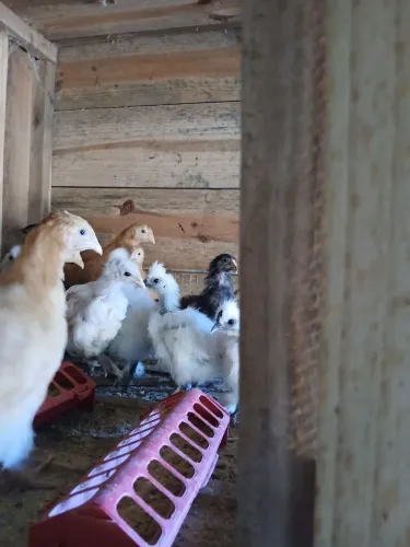 Galinhas frangos pintainhas e galos 