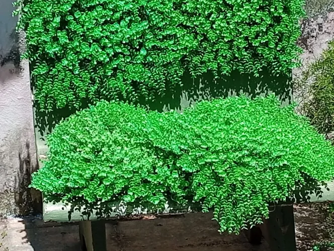 Muro verde