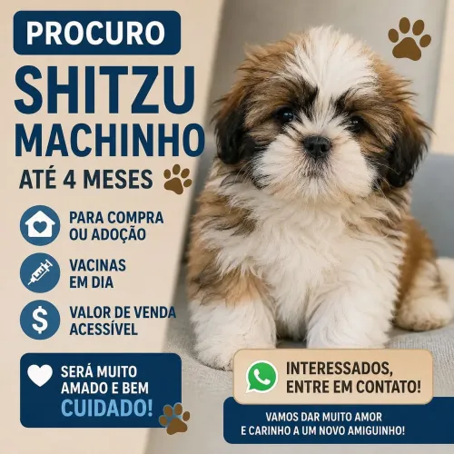 Procuro Shitzu macho 
