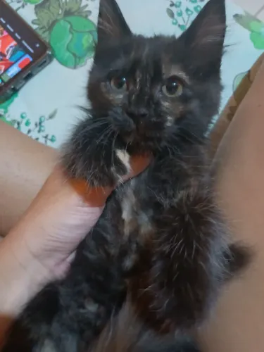 Adote um gato