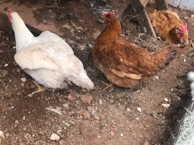 Galinha