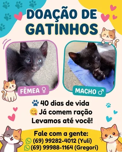Doação de Gatinhos