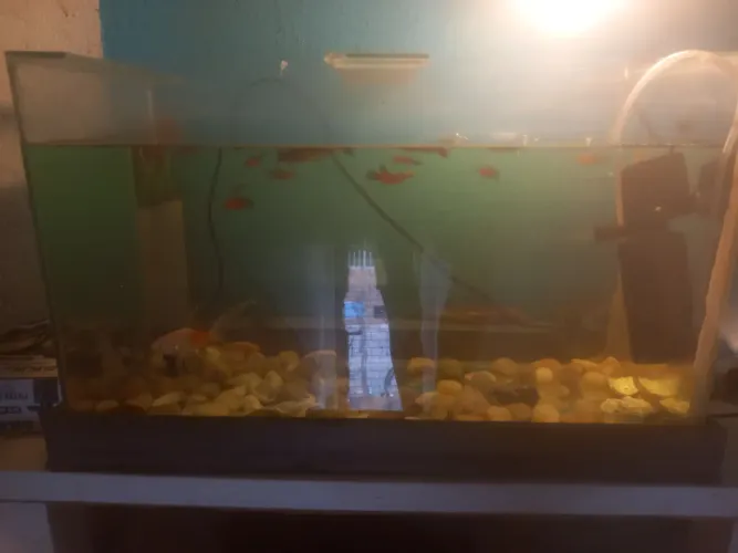 Aquário 40m por 60m 60 litro d,água