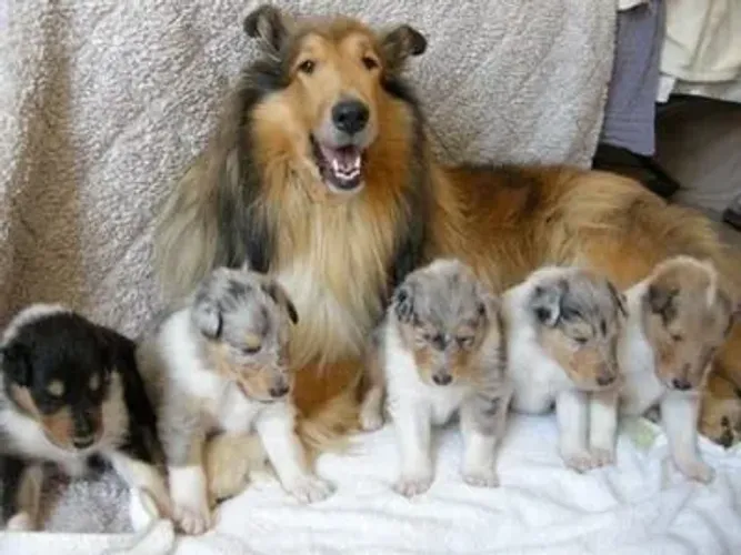 Rough Collie