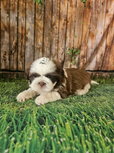 Shihtzu macho promoção