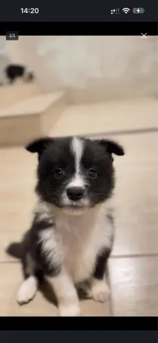 Border Collie 