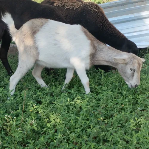 Vendo cabras