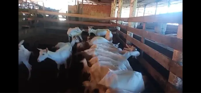 9 Cabras Saanen + 2 cabritas