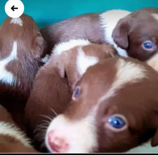Border collie Puríssimos desde bebê