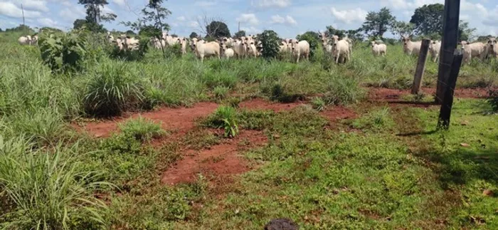 Fazenda de 1.144 alqueires no Pará 60 Milhões porteira fechada