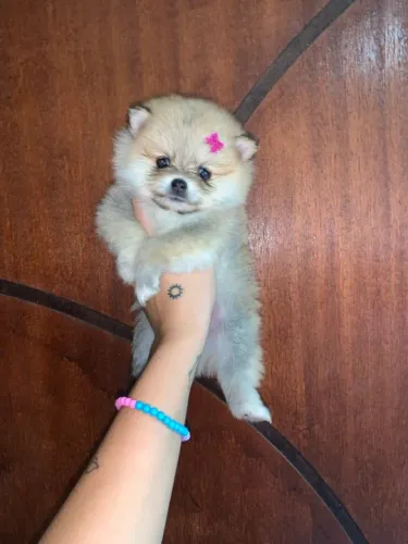 Filhote de Pomerânia - fêmea bem pequena 