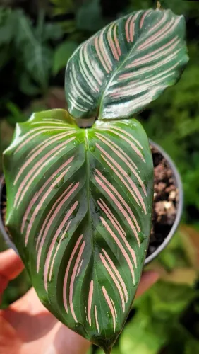 Plantas ornamentais, Folhagens, Syngonium, Plantas ornamentais, Maranta