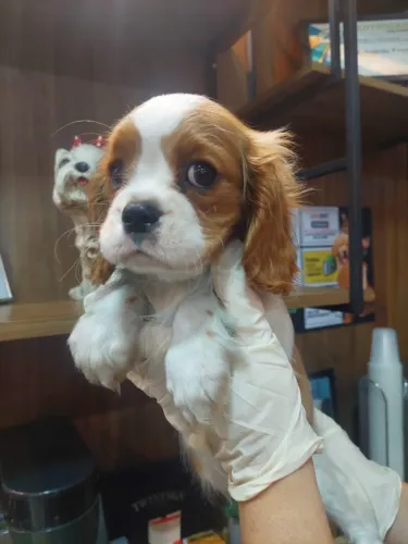 Cavalier King Charles Pequeno - Atendimento Personalizado e Suporte Veterinário