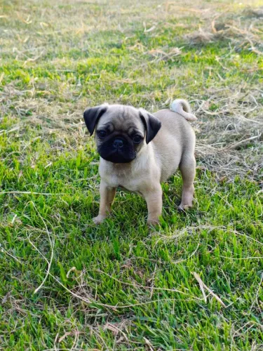 Pug filhotes mini - seu pug está aqui em Sorocaba