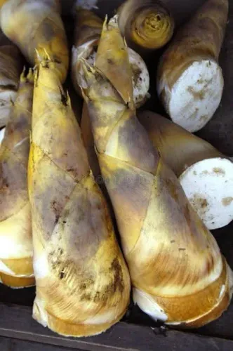 Broto bambu palmito culinária