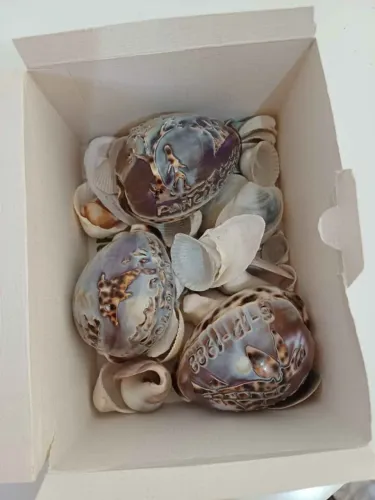 Conchas