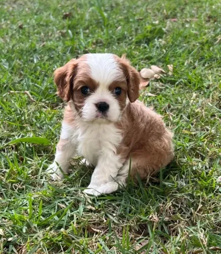 Cavalier King com garantia de pureza, saúde e procedência