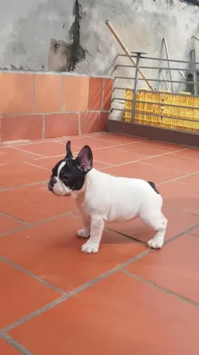 Filhote de Bulldog Francês macho e femea 