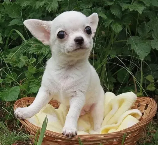 Chihuahua Branco machinho !