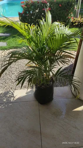 Palmeira exuberante para seu jardim