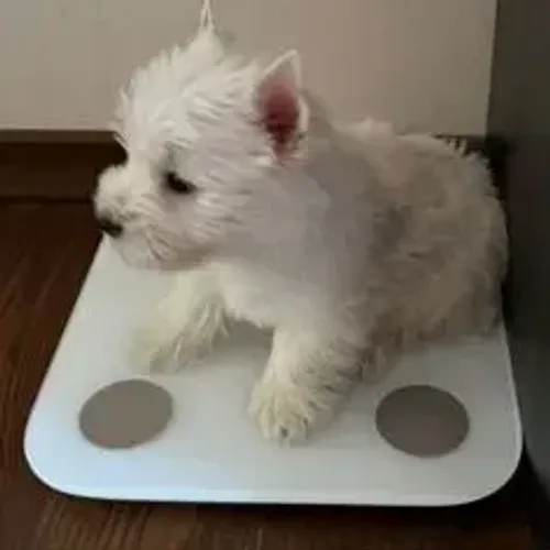 West Terrier Filhotes Exclusivos