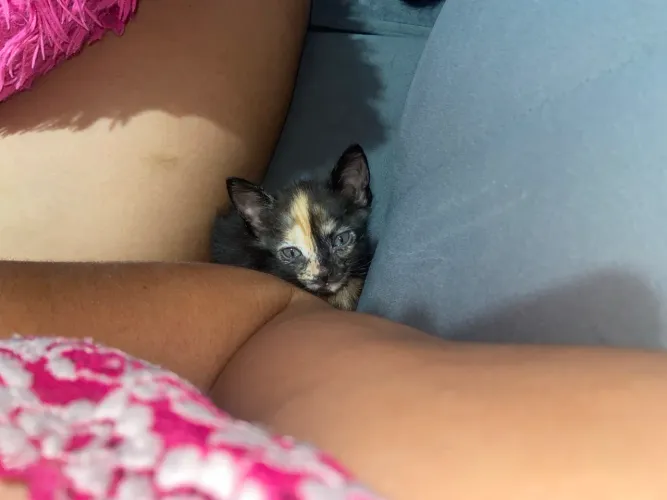 Doação de gatinhos