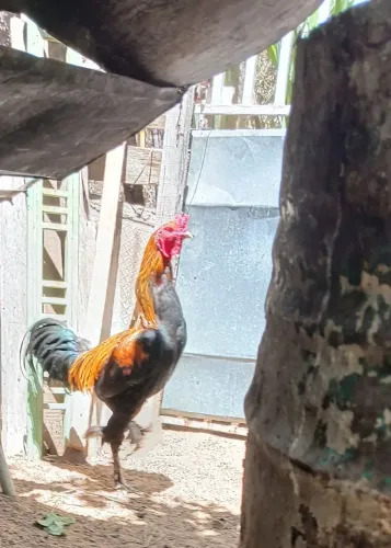 Galo raça BRAHMA