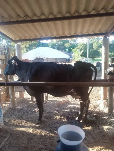 Vaca leiteiras 