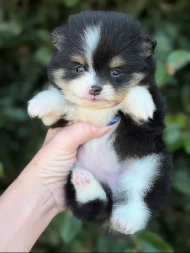 Lulu da pomerania-A pronta entrega