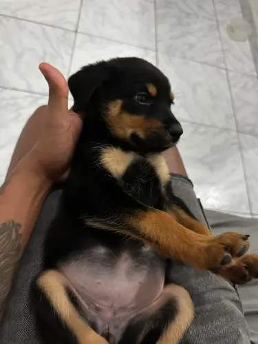 Rottweiler