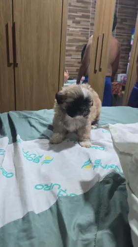 Cachorro