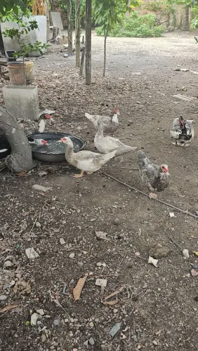 PATOS