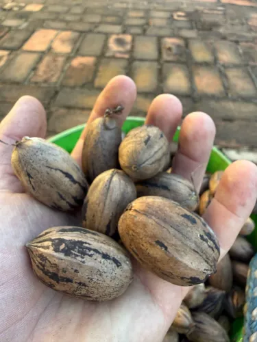 Nozes PECAN