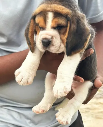 Filhotes de Beagle | Felicidade compartilhada.