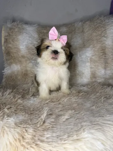 Shih tzu fêmea mini 